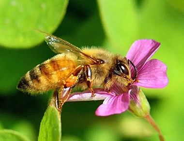 蜂蜜是蜜蜂从开花植物的花中采得的花蜜在蜂巢